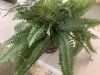 Nearly Natural Large Artificial Boston Fern Hanging Basket - Thumbnail 3