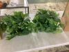 Lot of (2) Nearly Natural 24 in. London Ivy Artificial Ledge Plant (Real Touch) - Thumbnail 1
