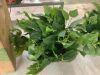 Lot of (2) Nearly Natural 24 in. London Ivy Artificial Ledge Plant (Real Touch) - Thumbnail 2