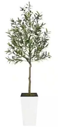 6Ft Olive Tree with White Textured Planter - Lot 809