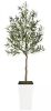 6Ft Olive Tree with White Textured Planter - Thumbnail 1