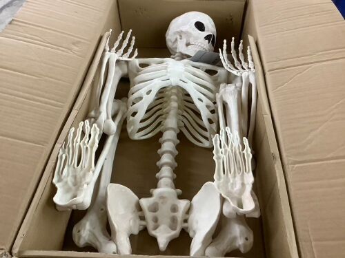 Crazy Bonez Original Pose-N-Stay Halloween Skeleton, 5 FT - Lot 764