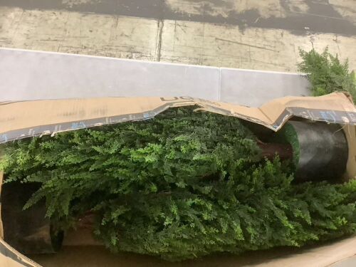 3' Artificial Cedar Trees, 2 Pack - Lot 474