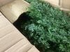 3' Aritficial Cedar Tree, 2 Pack - Thumbnail 4