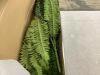35" Artificial Boston Ferns, 2 Pack - Thumbnail 2