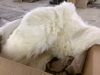 Champlus Genuine Australian Merino Sheepskin Rug, 4x6.6 ft - Thumbnail 3
