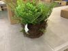 Nearly Natural Artificial Mixed Fern with Twig and Moss Basket - Thumbnail 3