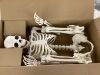5.4ft Posable Halloween Skeleton - Thumbnail 2