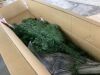 7.5' Unlit Artificial Green Spruce Christmas Tree, w/Easy Assembly - Thumbnail 3