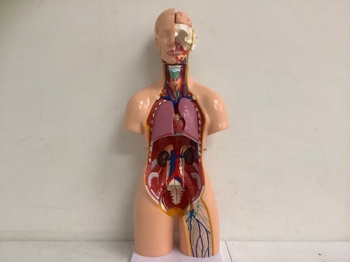 Female Anatomy Model, E-Comm Return - Lot 99
