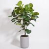 CG Hunter Faux Fiddle Leaf Fig Tree 5' - Thumbnail 1
