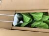 CG Hunter Faux Fiddle Leaf Fig Tree 5' - Thumbnail 2