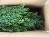 3FT Artificial Cedar Topiary Trees with Ground Spike, Set of 2 - Thumbnail 4