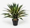 34" Tall Artificial Agave Plant in Pot - Thumbnail 1