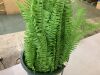 Nearly Natural 3ft. UV Resistant Artificial Boston Fern Plant with Real Touch Leaves - Thumbnail 2