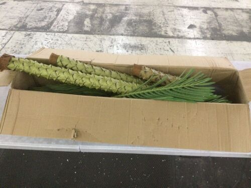 Artificial Palm Tree