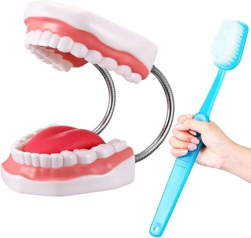 Lot of (4) Baderke Huge Mouth Model with Hinge and Giant Toothbrush Set