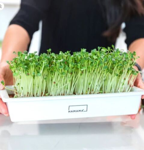 HAMAMA Ceramic Grow Tray