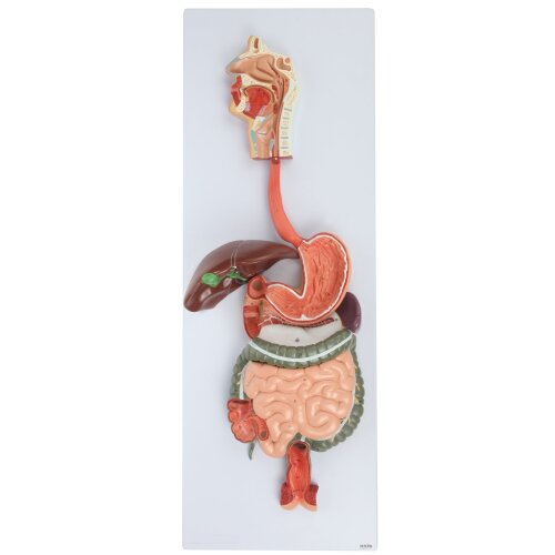 Axis Scientific Human Digestive System Model
